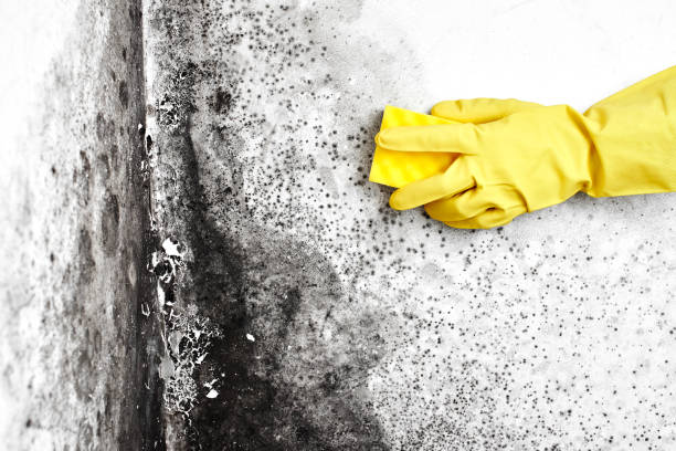 Best Mold Removal Company Near Me  in Badin, NC