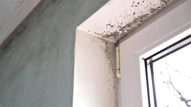 Office Mold Removal Services in Badin, NC