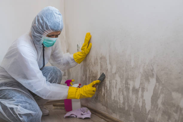 Best Black Mold Removal  in Badin, NC