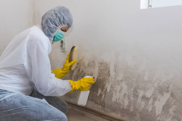 Best Mold Cleaning Services  in Badin, NC