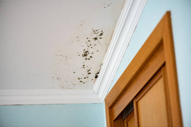 Best Affordable Mold Removal  in Badin, NC