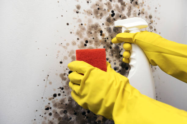 Best Mold Remediation Experts  in Badin, NC