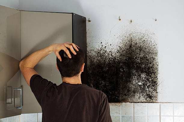 Best Mold Removal Company Near Me  in Badin, NC